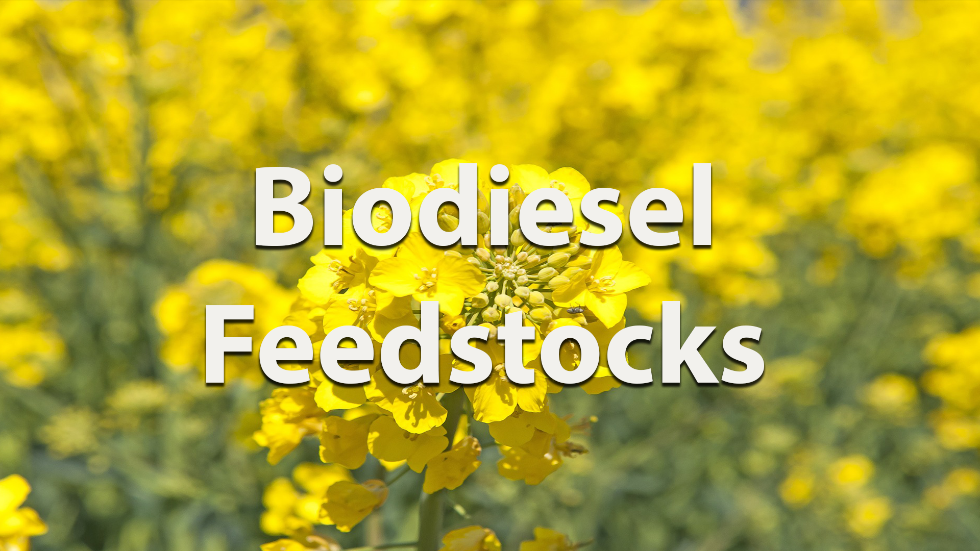  Biodiesel Feedstocks