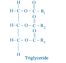 Triglyceride